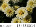 Double small chrysanthemum flower 134656014