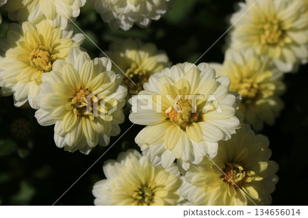 Double small chrysanthemum flower 134656014