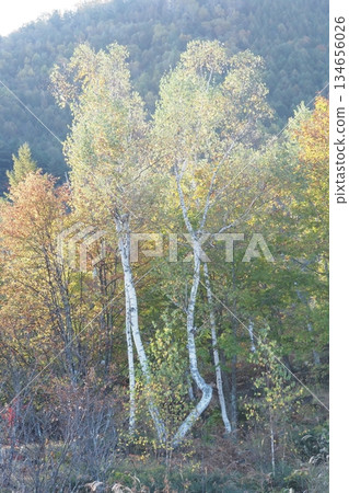 Birch on the Norikura Plateau 134656026