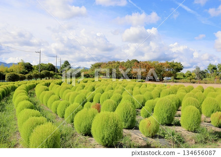 Refreshing Kochia Refreshing Kochia 134656087