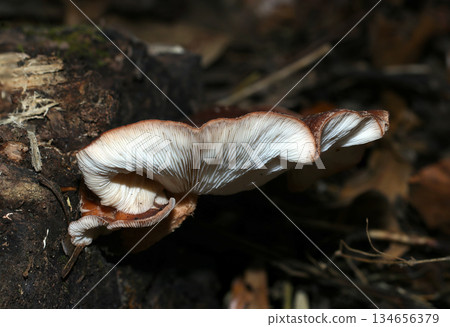一株碩大、扁平的野生香菇菌柄從腐爛的樹幹側面生長出來(戶外田野菇微距攝影) 一株碩大、扁平的野生香菇菌柄從腐爛的樹幹側面生長出來(戶外田野菇微距攝影) 134656379