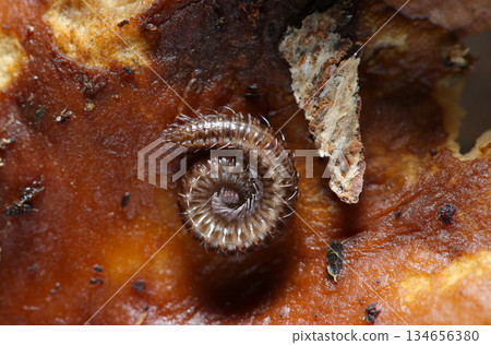 初冬時節，一隻千足蟲盤踞在野生金針菇的底部（自然環境中的微距攝影） 134656380