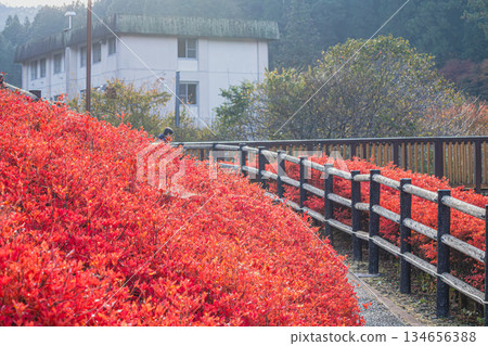 豐田市（愛知縣）大井平公園的景色 134656388