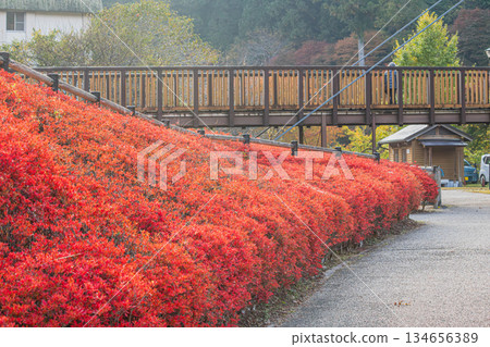 豐田市（愛知縣）大井平公園的景色 134656389