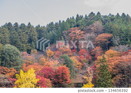 豐田市(愛知縣)大井平公園的景色 豐田市(愛知縣)大井平公園的景色 134656392