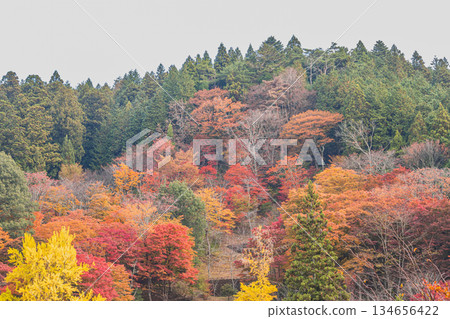 豐田市(愛知縣)大井平公園的景色 豐田市(愛知縣)大井平公園的景色 134656422