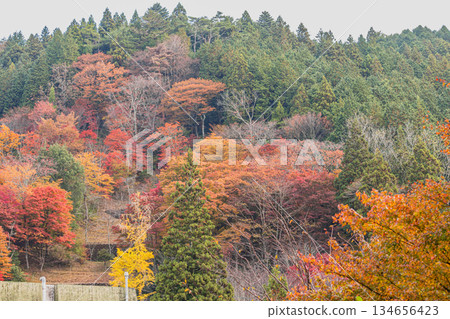 豐田市（愛知縣）大井平公園的景色 134656423