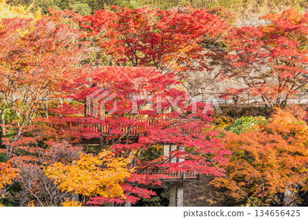 豐田市（愛知縣）大井平公園的景色 134656425