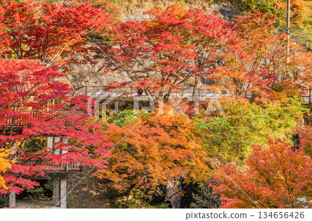 豐田市（愛知縣）大井平公園的景色 134656426