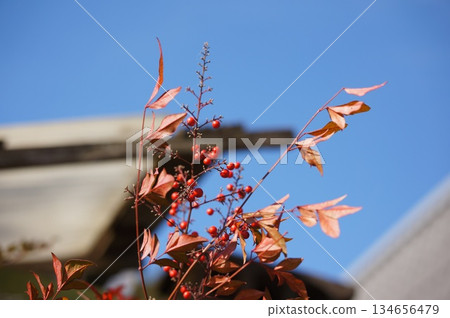 Winter Harvest 134656479