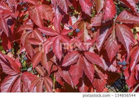 A wall of red and burgundy leaves of five-leafed Virginia Creeper grapes in autumn 134656544