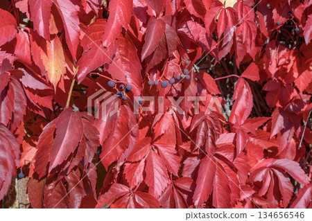 A wall of red and burgundy leaves of five-leafed Virginia Creeper grapes in autumn 134656546