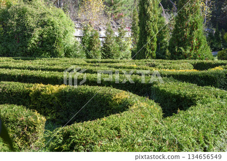 A maze of trimmed bushes in the park A maze of trimmed bushes in the park 134656549