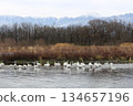 西伯利亞天鵝飛入阿祖薩河 134657196