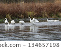 西伯利亞天鵝飛入阿祖薩河 134657198