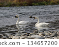 西伯利亞天鵝飛入阿祖薩河 134657200