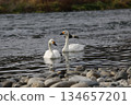 西伯利亞天鵝飛入阿祖薩河 134657201