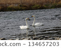西伯利亞天鵝飛入阿祖薩河 134657203