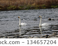 西伯利亞天鵝飛入阿祖薩河 134657204