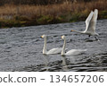 西伯利亞天鵝飛入阿祖薩河 134657206