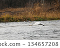 西伯利亞天鵝飛入阿祖薩河 134657208