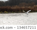 西伯利亞天鵝飛入阿祖薩河 134657211