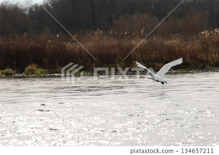 Siberian swans flying into the Azusa River Siberian swans flying into the Azusa River 134657211