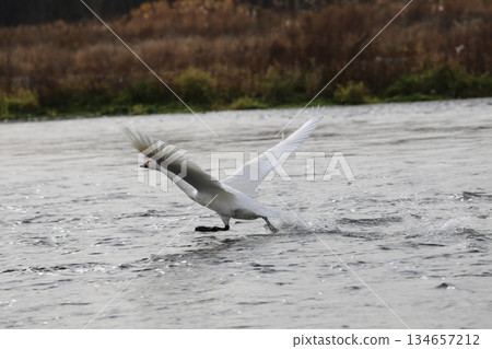 Siberian swans flying into the Azusa River Siberian swans flying into the Azusa River 134657212