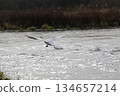 西伯利亞天鵝飛入阿祖薩河 134657214