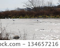 西伯利亞天鵝飛入阿祖薩河 134657216