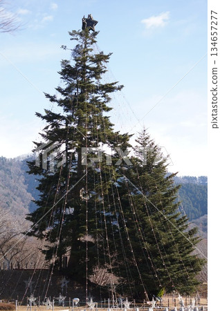 Christmas tree 134657277