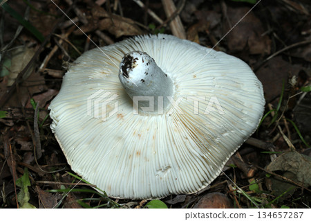 Beautiful white underside and stem of Russula arvensis mushroom (natural fungus, mushroom macro photography) Beautiful white underside and stem of Russula arvensis mushroom (natural fungus, mushroom macro photography) 134657287