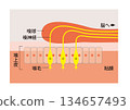 Mechanism of the olfactory epithelium: Sensing odor molecules; Mucous membrane tissue for smell perception 134657493