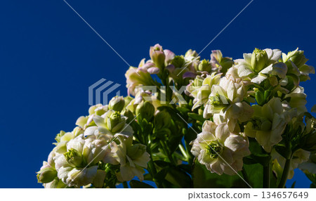 長壽花 長壽花 134657649
