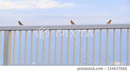 Sparrow on the seaside fence Sparrow on the seaside fence 134657688