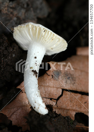 森林地面上美麗的白色紅菇菌蓋和菌柄(天然真菌和蘑菇的微距攝影) 森林地面上美麗的白色紅菇菌蓋和菌柄(天然真菌和蘑菇的微距攝影) 134657700