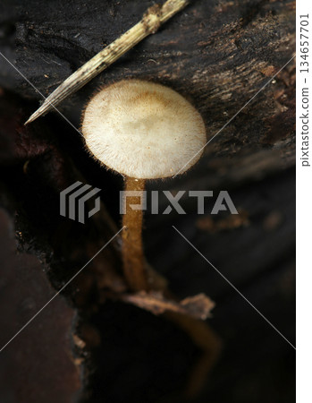 在黑暗森林中,菌蓋上長著纖細的纖毛,宛如一隻天鵝絨蛆蟲(天然真菌,蘑菇微距攝影) 在黑暗森林中,菌蓋上長著纖細的纖毛,宛如一隻天鵝絨蛆蟲(天然真菌,蘑菇微距攝影) 134657701
