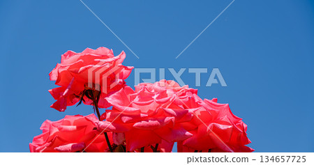 Rose of red Rose of red 134657725