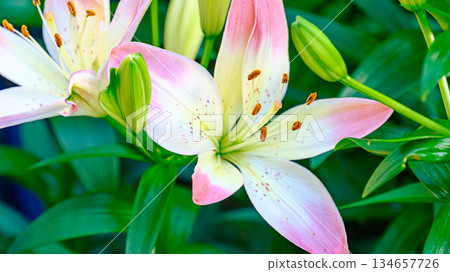Lily flower Lily flower 134657726