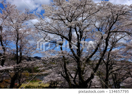 櫻花盛開，公園在藍天的襯托下熠熠生輝 [相模原市築井，四月] 134657795
