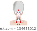 Human body: Structure of the vertebral artery, seen from behind. It supplies blood to the brain through the neck bones (cervical vertebrae). 134658012