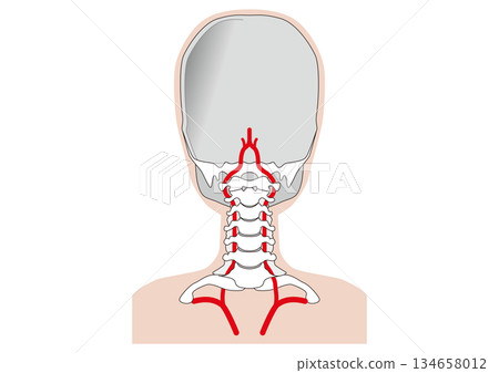 Human body: Structure of the vertebral artery, seen from behind. It supplies blood to the brain through the neck bones (cervical vertebrae). 134658012