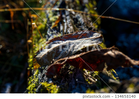 秋末清晨，落葉紛飛，初霜晶瑩地灑落在倒下的樹幹上，構成一幅美麗的特寫。 134658140