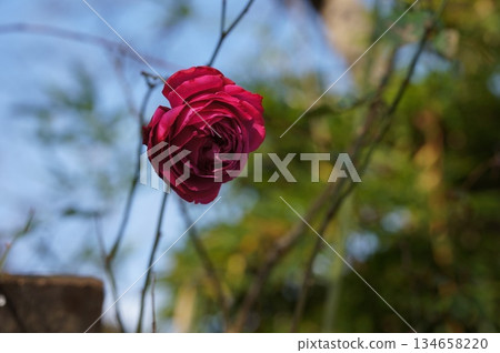 冬天的紅色花朵 冬天的紅色花朵 134658220