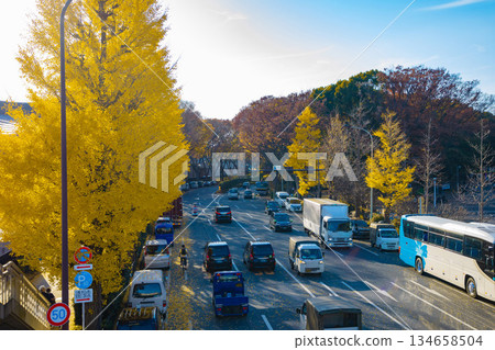 Inokashira Street lined with yellow ginkgo trees [Autumn image] 134658504