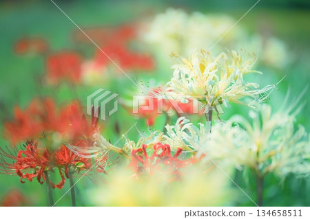 red and white spider lily red and white spider lily 134658511