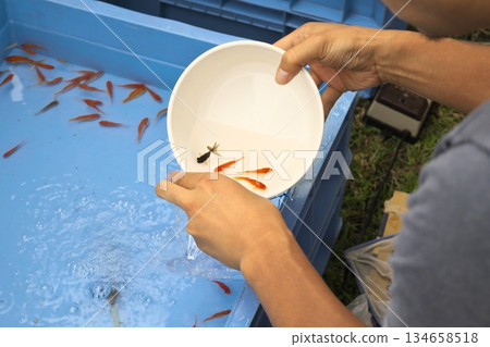 金魚舀 134658518