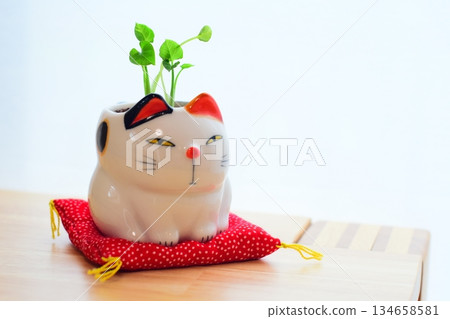 貓的配件 貓的配件 134658581