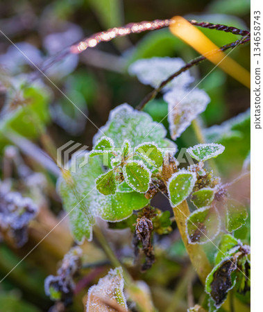From late autumn to early winter. A small weed that endures the cold and has frost crystals on its green leaves. From late autumn to early winter. A small weed that endures the cold and has frost crystals on its green leaves. 134658743