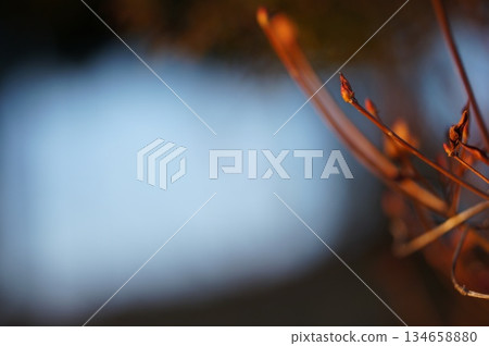 秋葉的紅色花苞 134658880